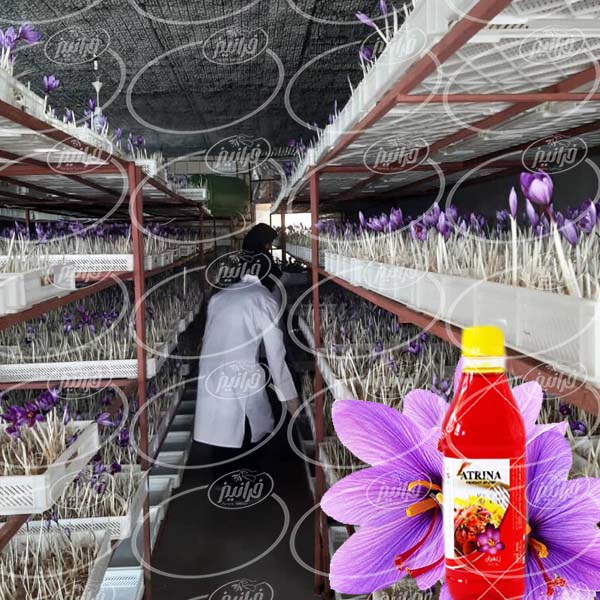 تولید زعفران ارگانیک