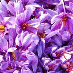 عصاره گلبرگ زعفران