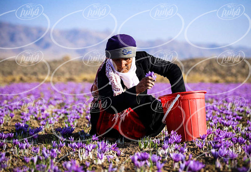 قیمت زعفران 3 گرمی بهرامن برای توزیع