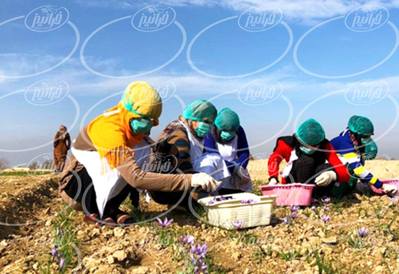 صادرات زعفران قائنات پودری اصل و اعلا