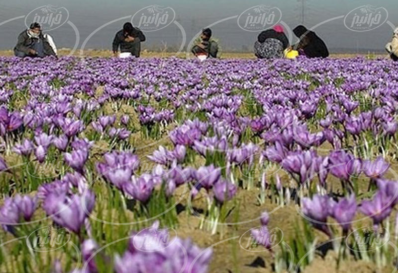 خریداری زعفران مثقالی توسط تاجران ماهر