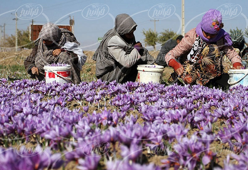 صادر کردن بهترین پودر زعفران به خارج
