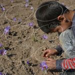 صادر کردن بهترین پودر زعفران به خارج