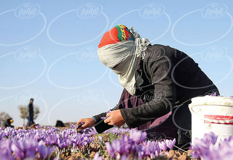 فروش رنگ زعفران ایرانی به صورت آنلاین 